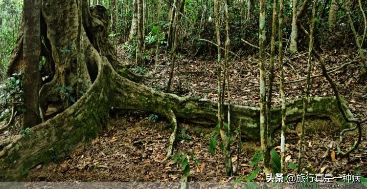热带雨林复杂生态系统,复杂的热带雨林生态系统