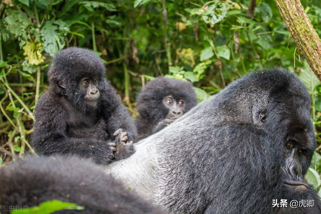 大猩猩夺王位,大猩猩继承王位