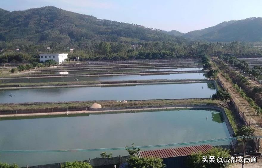 甲鱼养殖最新技术,养殖甲鱼技术和教程