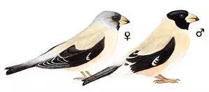 北方常见鸟类大全图片及名称,南大常见的鸟类有哪些