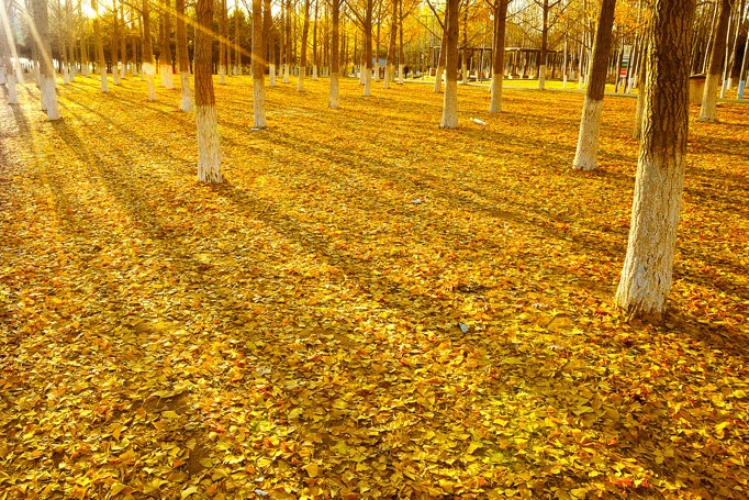 北京奥林匹克公园管委会主任,奥林匹克委员会采访