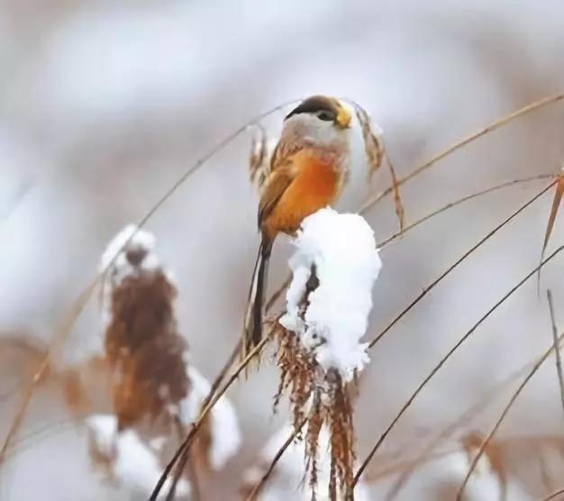 冬季美景塞罕坝,冬季旅游景点推荐唐山