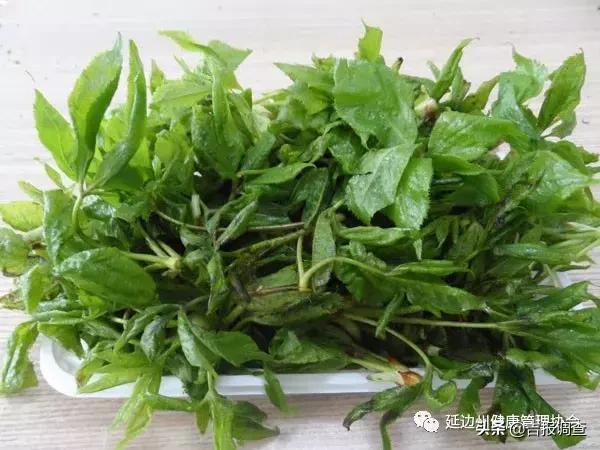 野生刺五加叶子,刺五加的种类图片和药用价值