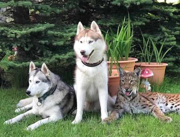 想养猫又怕被猫抓,俄罗斯养猞猁