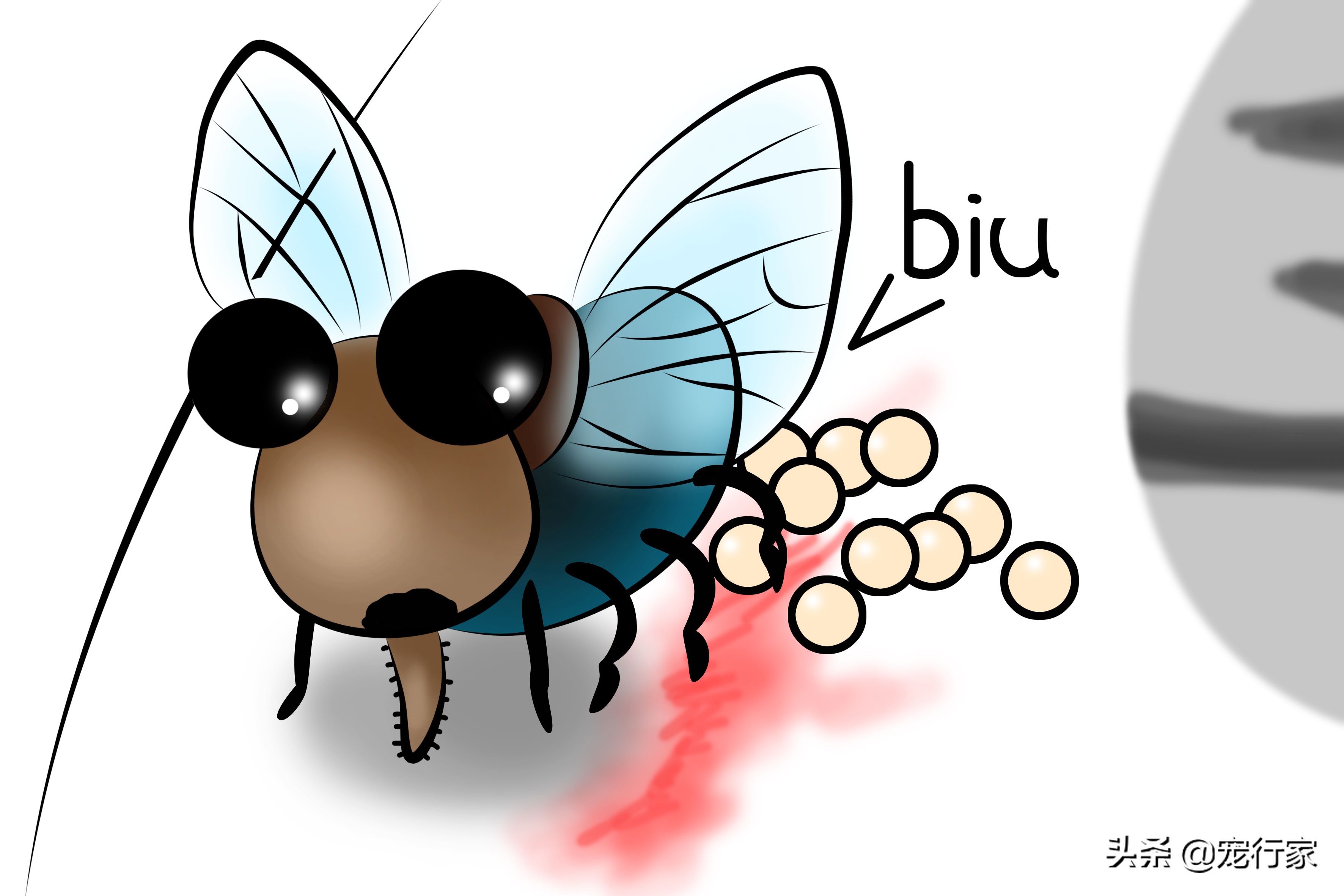 猫咪爱偷吃家里食物,猫咪爱抓鸟吃