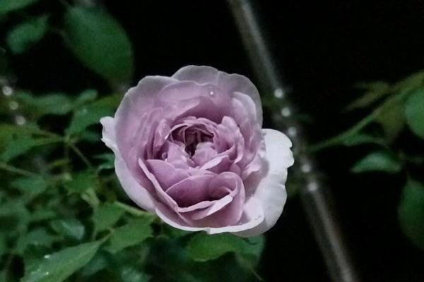 封闭阳台养哪些藤本月季,可以牵引做拱门的月季有哪些品种