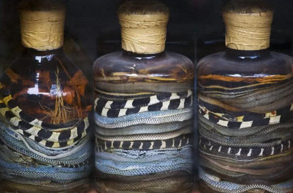 为何蛇类不怕雄黄粉了？蛇最怕什么？这就来解释原因