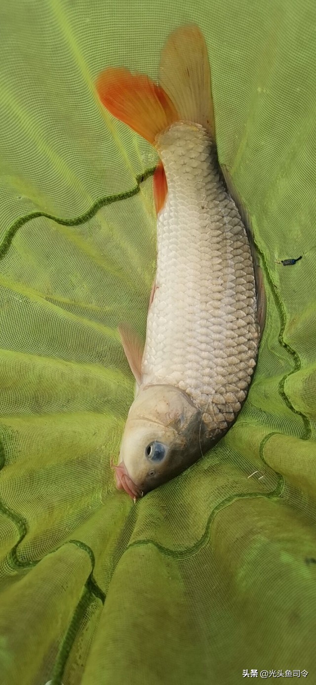 鱼泡特别多就是钓不到大鱼,鱼泡多就是不开口