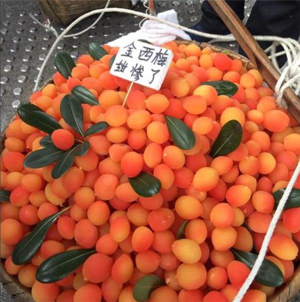 金西梅最好的水果,金西梅水果是什么颜色的