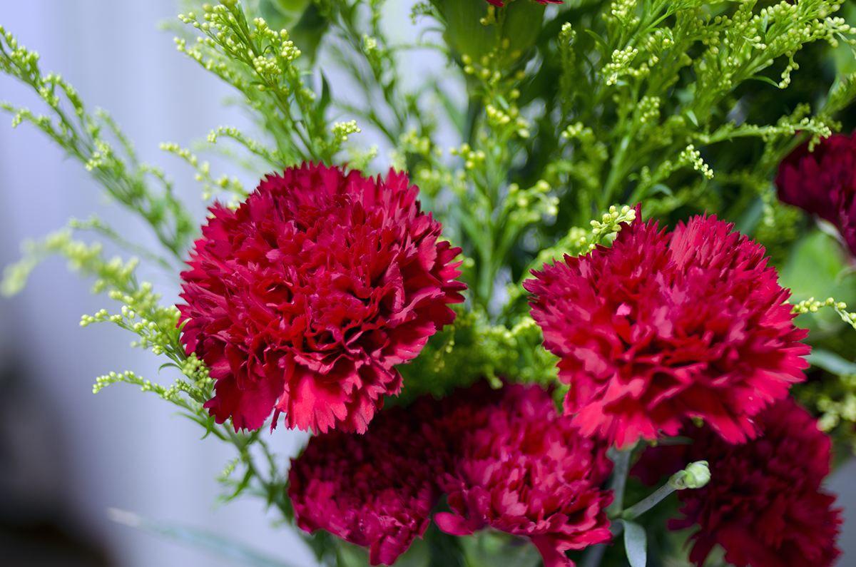 康乃馨的花骨朵怎么栽培,为什么康乃馨是代表母爱的花