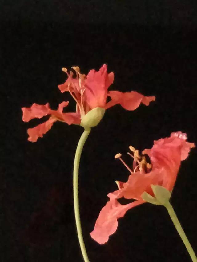 毕业季的凤凰花和栀子花,毕业季凤凰花开的时候