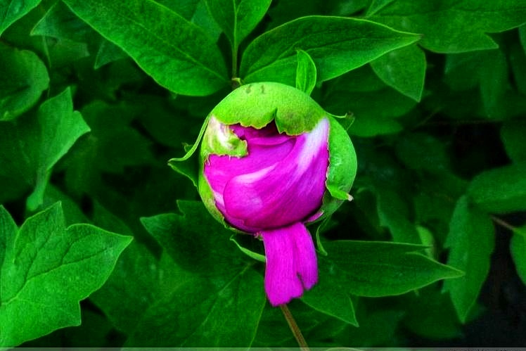 郁金香是荷兰的国花代表永恒的爱,为什么荷兰要把郁金香定为国花