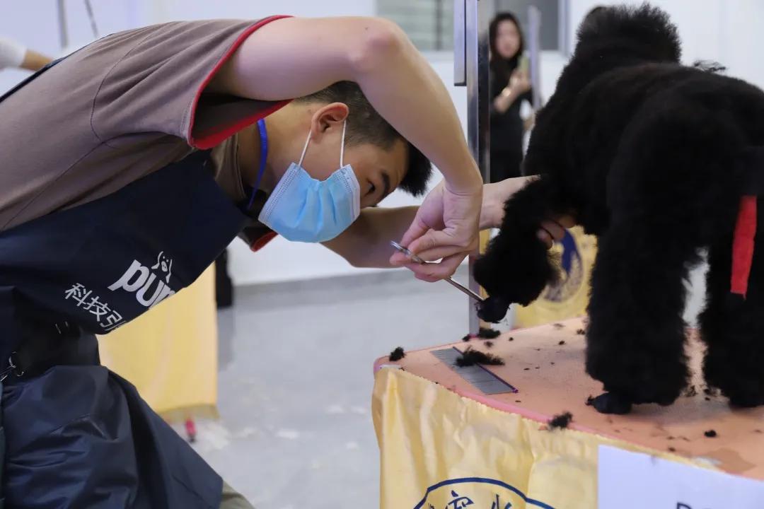 成绩公布！“品谱杯”GPGA第14届宠物美容师资格鉴定考试