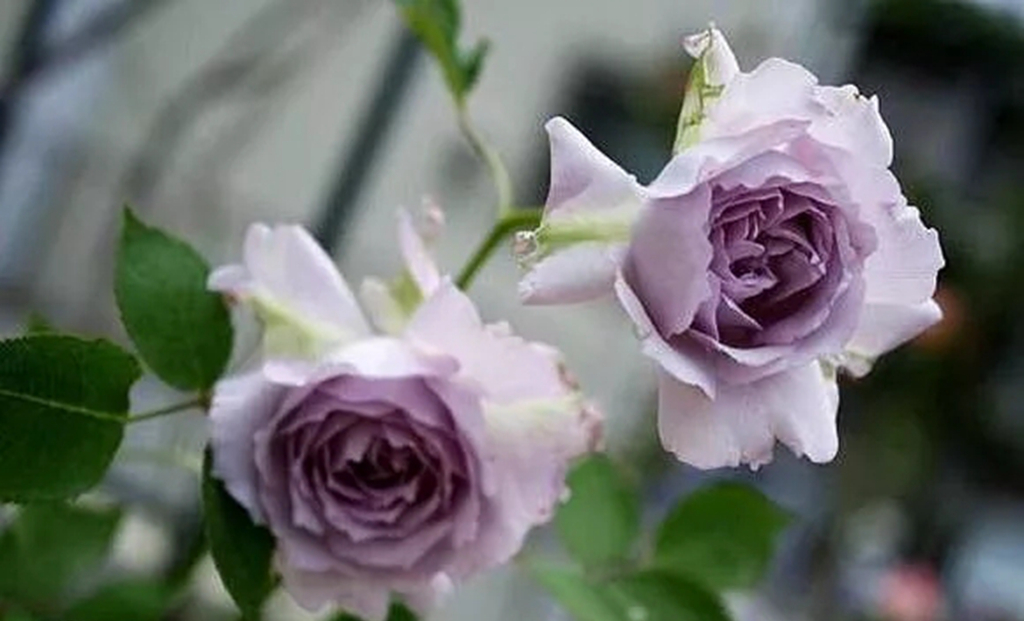 100种月季品种大全集,适合地栽的蓝紫色月季有哪些