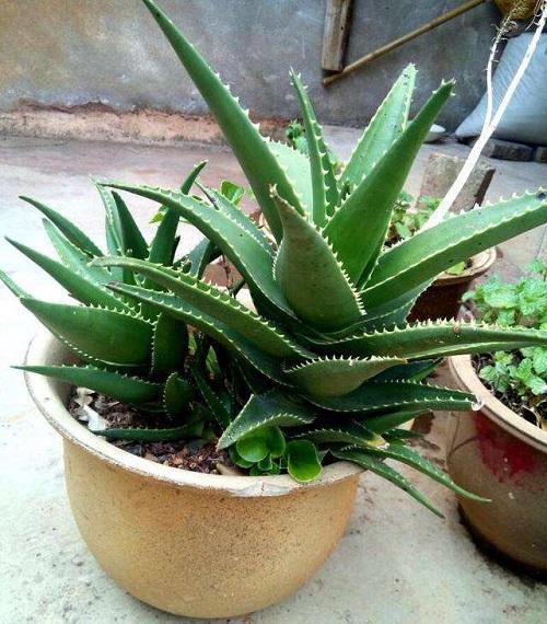 芦荟冬季发红了是什么原因,芦荟叶片发黄发黑怎么回事