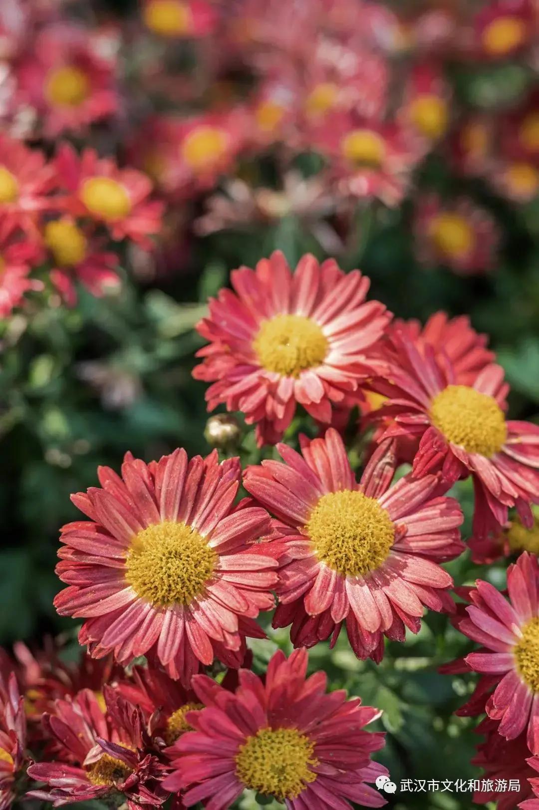 菊花烂漫,赏菊花汉口江滩打卡