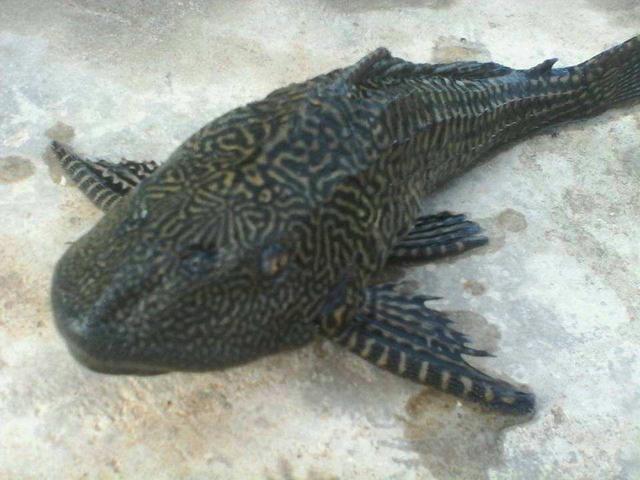 孔雀鱼摔得体内出血,孔雀鱼流产是什么样的