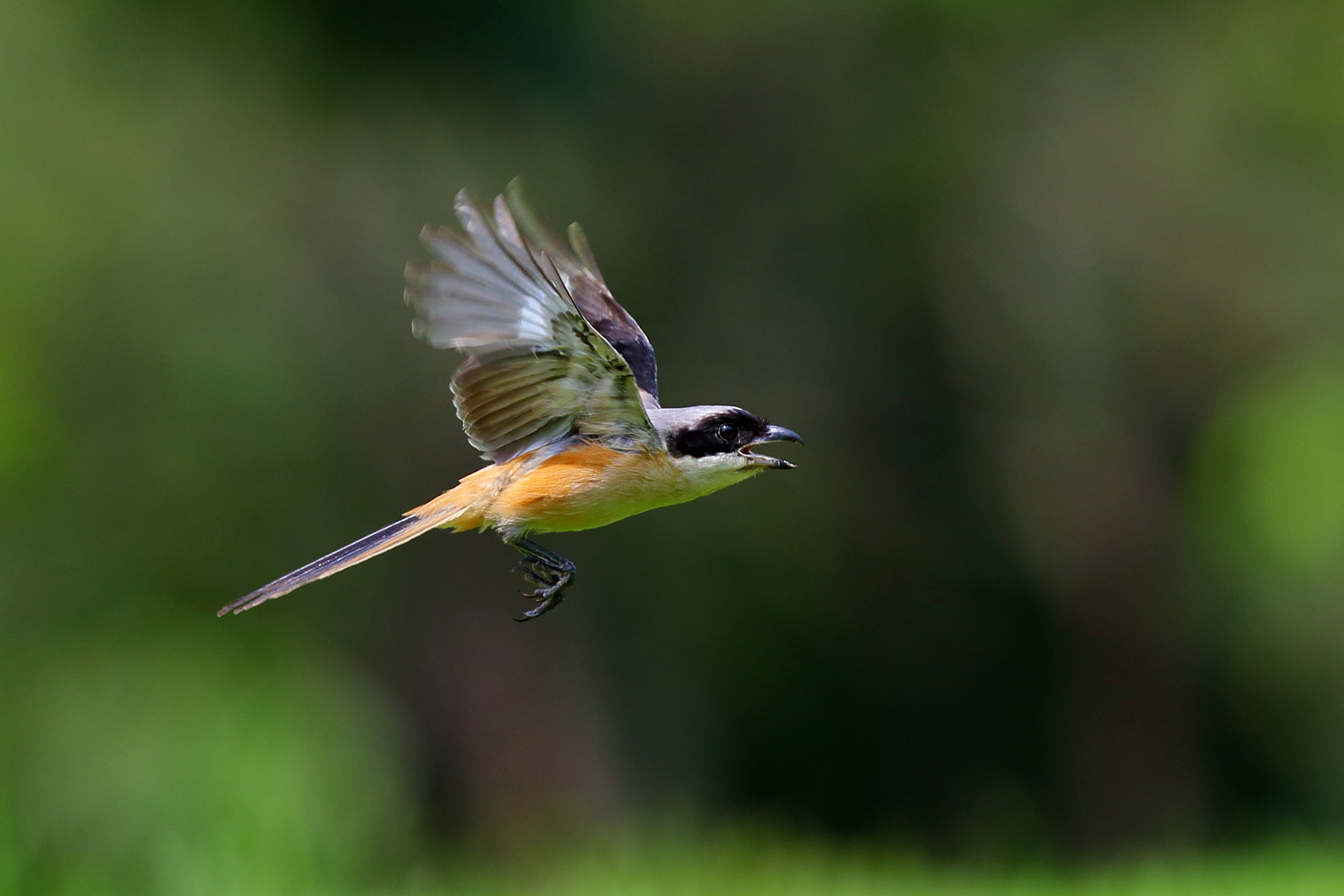 用摄影照片组成的动画
