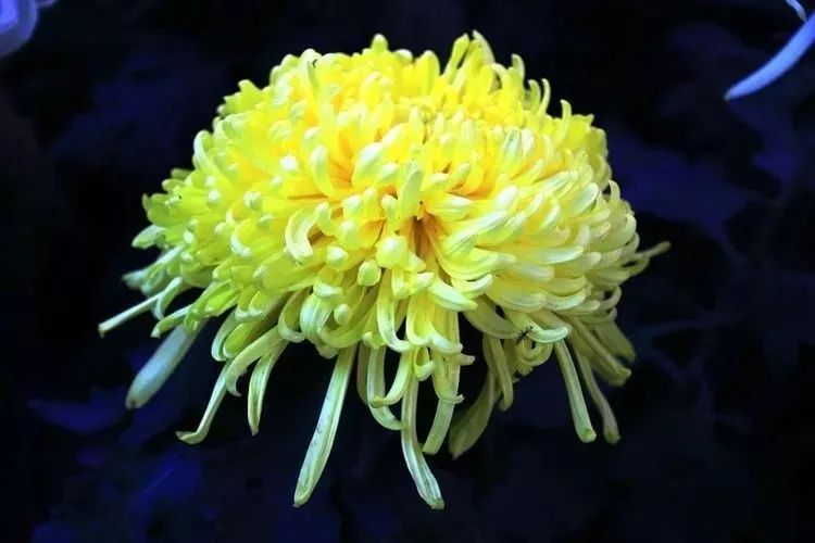 花中四君子菊花国画用笔,花中四君子菊花高清图片