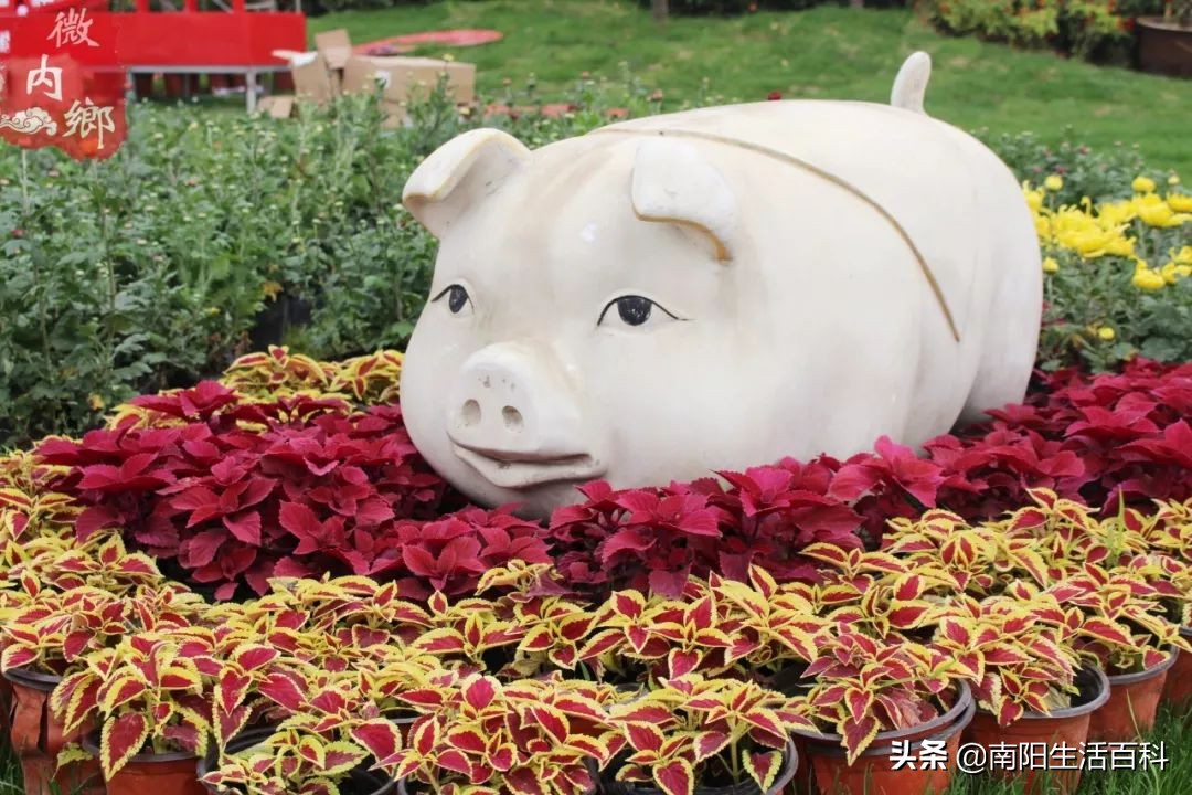 内乡梨苑山庄菊花展,内乡31届菊花展