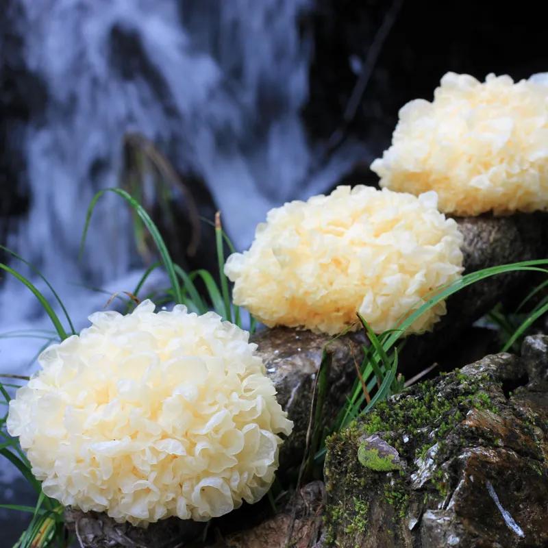 银耳怎么吃补气血最佳效果,银耳益气补血