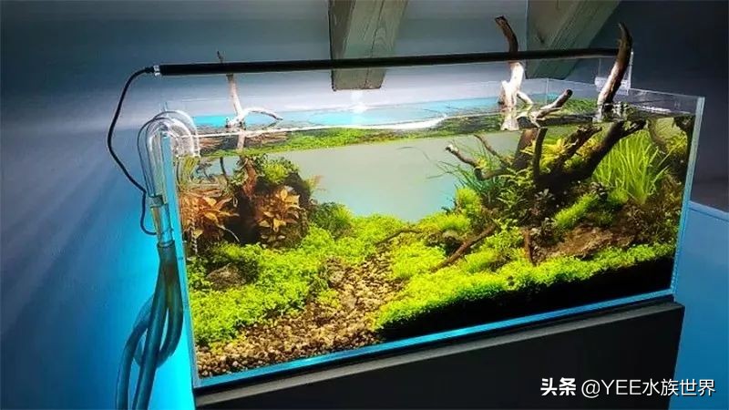 有必要买超白缸吗,哪种超白缸好