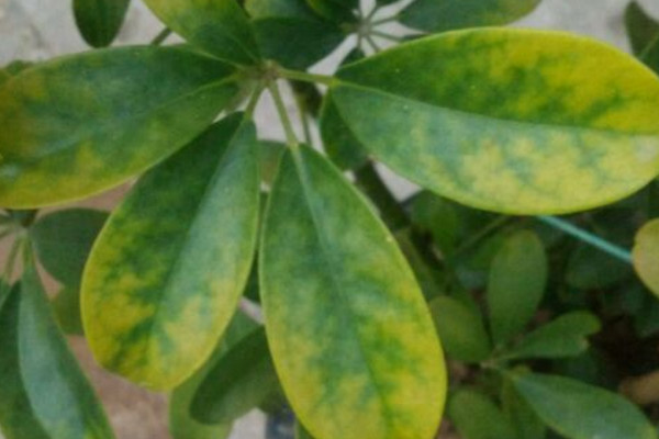 鸭掌木叶子发黄掉叶怎么回事,鹅掌木叶变黄掉叶怎么补救