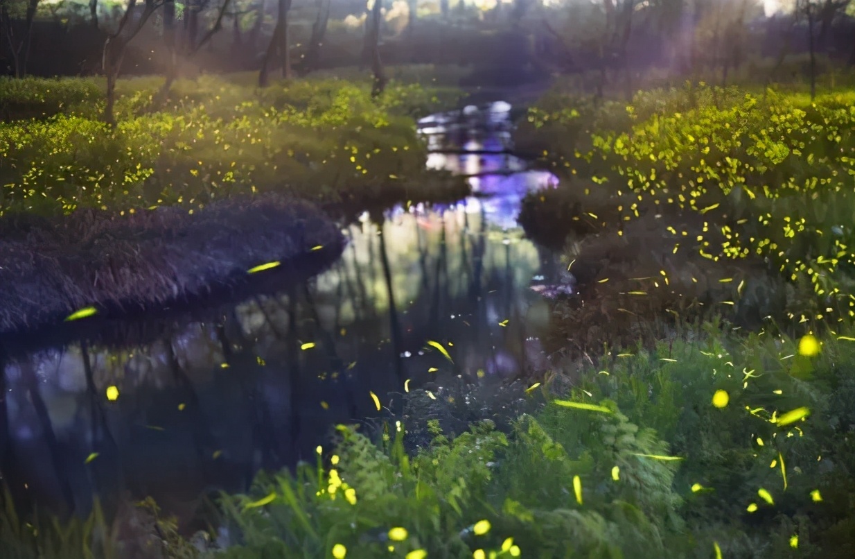 丽水上热搜,浙江丽水现萤火虫星海