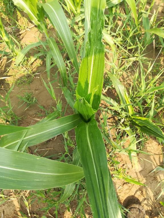 玉米刚长出来就卷曲,玉米叶子皱什么原因