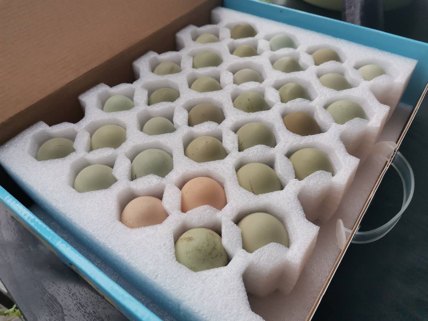 卖完公鸡留母鸡生蛋,不按斤按盒卖70-100块,居然收入千万