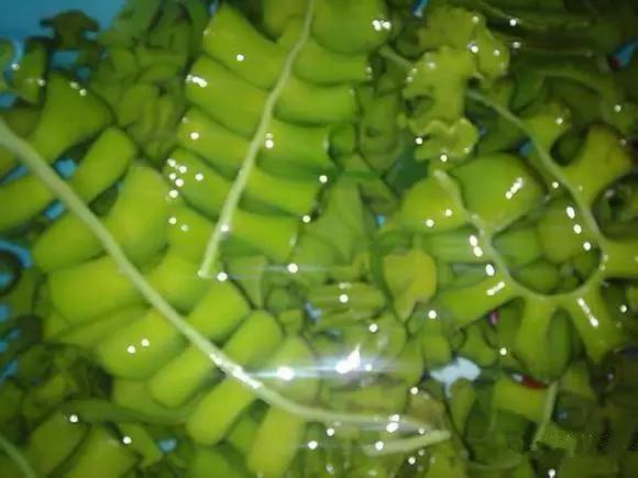 开海特价海鲜,开海的海鲜视频