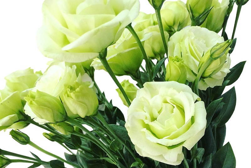 花寓意送花指南,送什么花寓意前程似锦