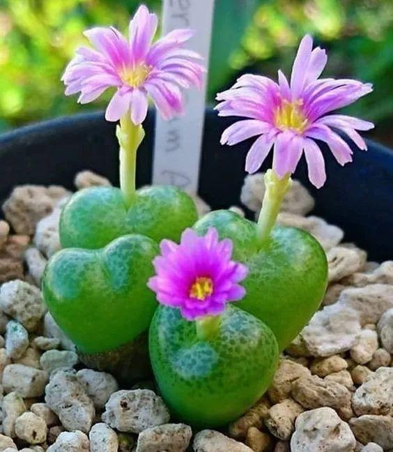 多肉生石花好看视频,多肉生石花开图