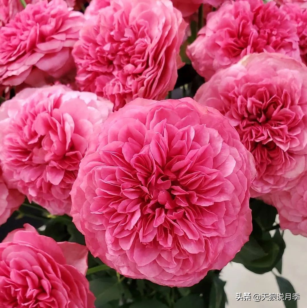 足不出户,带你了解2020日本园艺圈「新品种大赏」