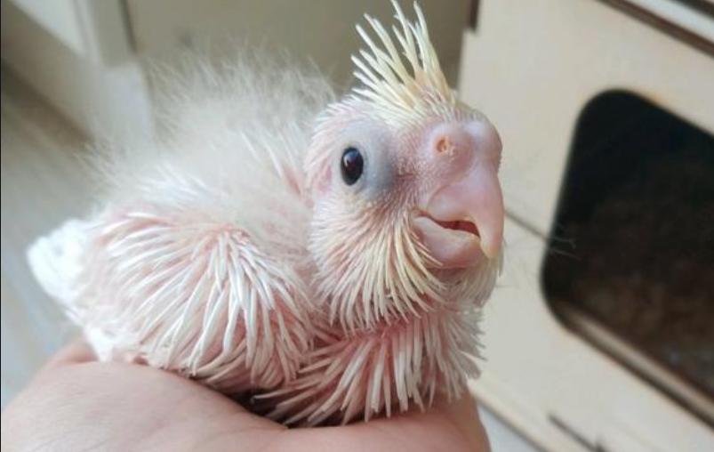 牡丹雏鸟刚到家怎么处理,牡丹雏鸟吃食很少怎么办