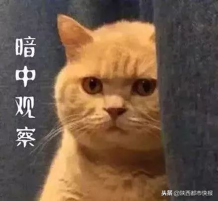 继爬树课之后，西北大学的“胖胖班”又火了！期末考试只用称体重