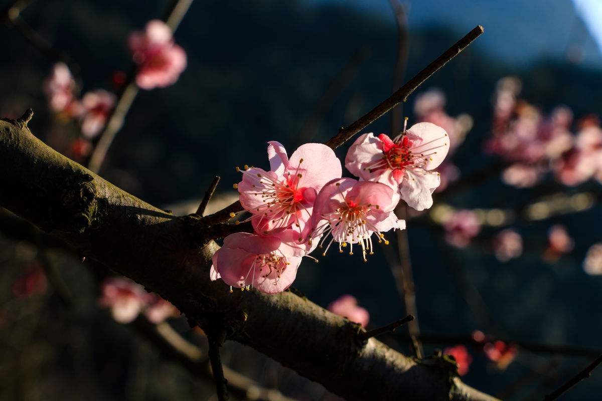 梅花常见病害有哪些,盆栽梅花常见病害