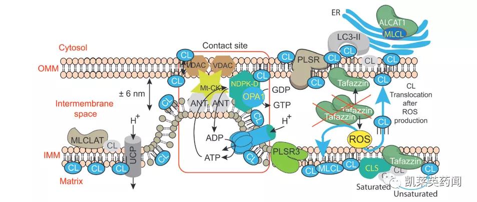 新药巡礼：修复线粒体异常，超罕见病迎来治疗曙光