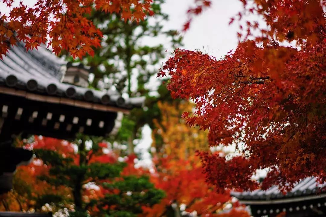 停车坐爱枫林晚，感受火红的秋