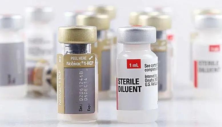 猫打疫苗要注意哪些,猫打疫苗有什么要注意的