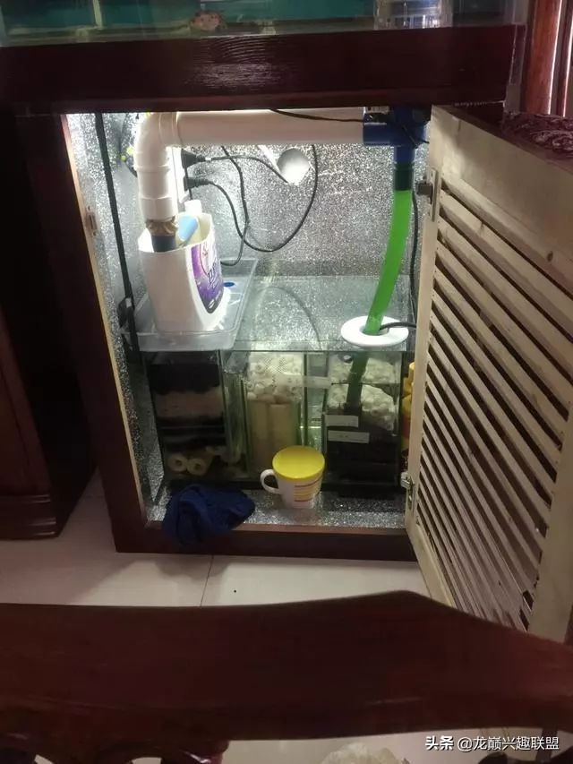 垃圾桶旁边的四方鱼缸，捡回去养了一缸金鱼，别说还挺不错