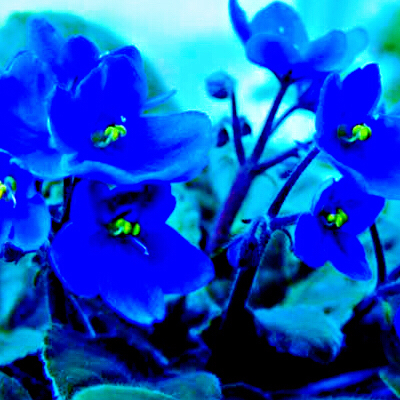 非洲紫罗兰盆栽,紫罗兰花卉盆栽图片