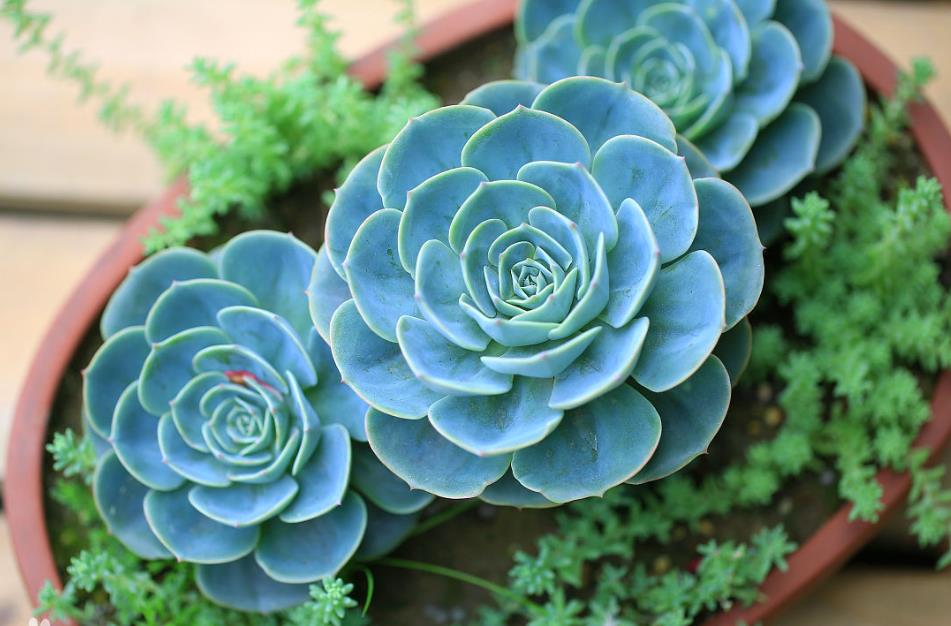 多肉玉蝶怎么爆多头,玉蝶多肉多头老桩状态图