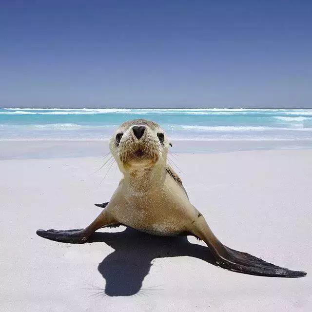 世界著名建筑悉尼歌剧院,悉尼歌剧院著名演出