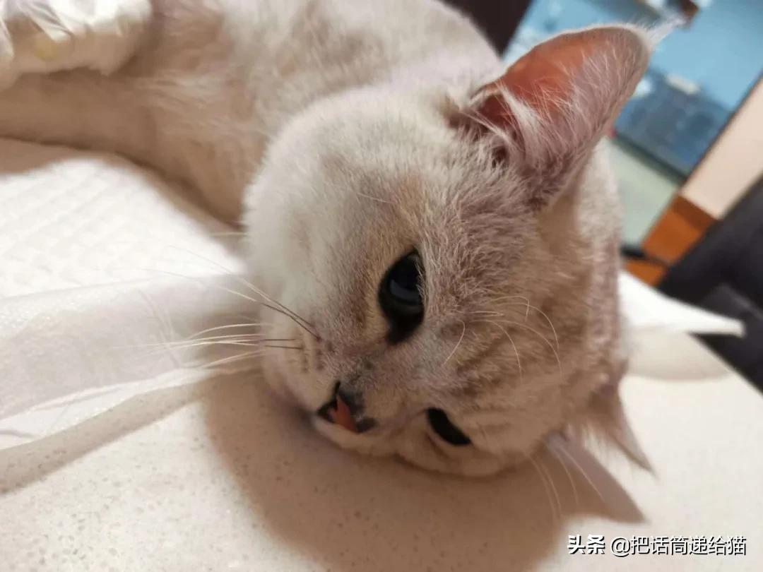 求助！我的猫以为自己是我妈怎么办？