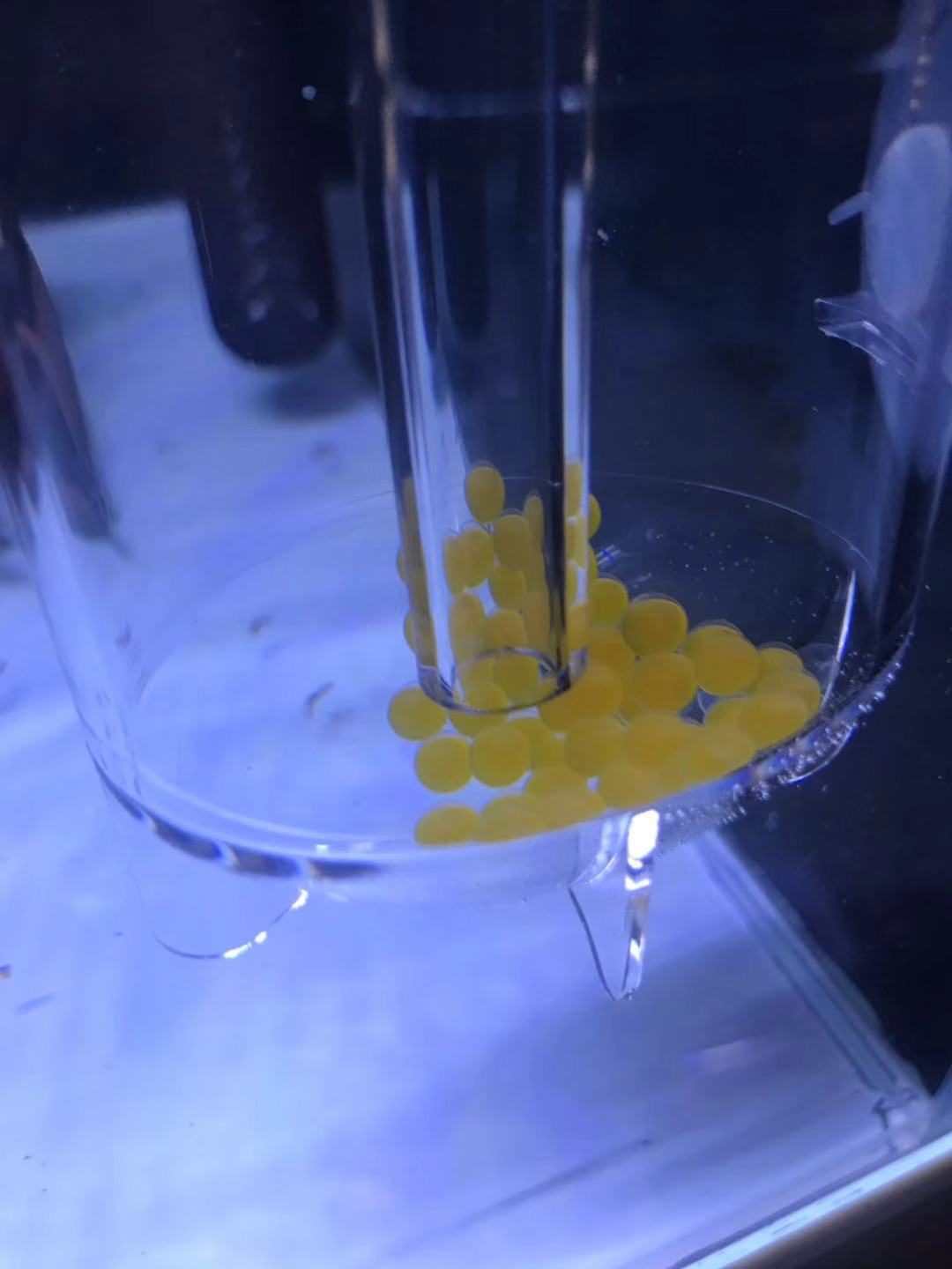 阴阳直升机全红,阴阳直升机图片