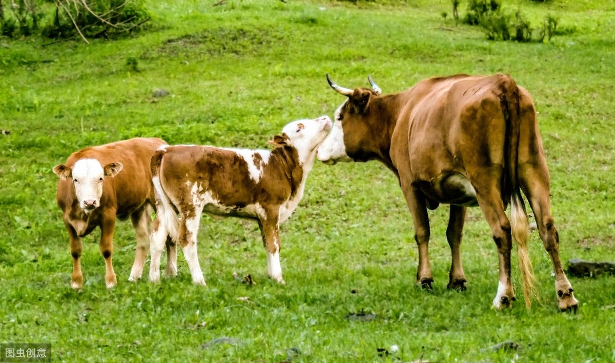 母牛子宫内膜炎注射啥药物,母牛化脓性子宫内膜炎的治疗