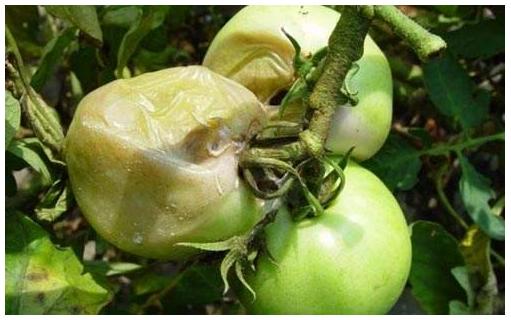 植物细菌病分类,植物细菌病害的识别依据