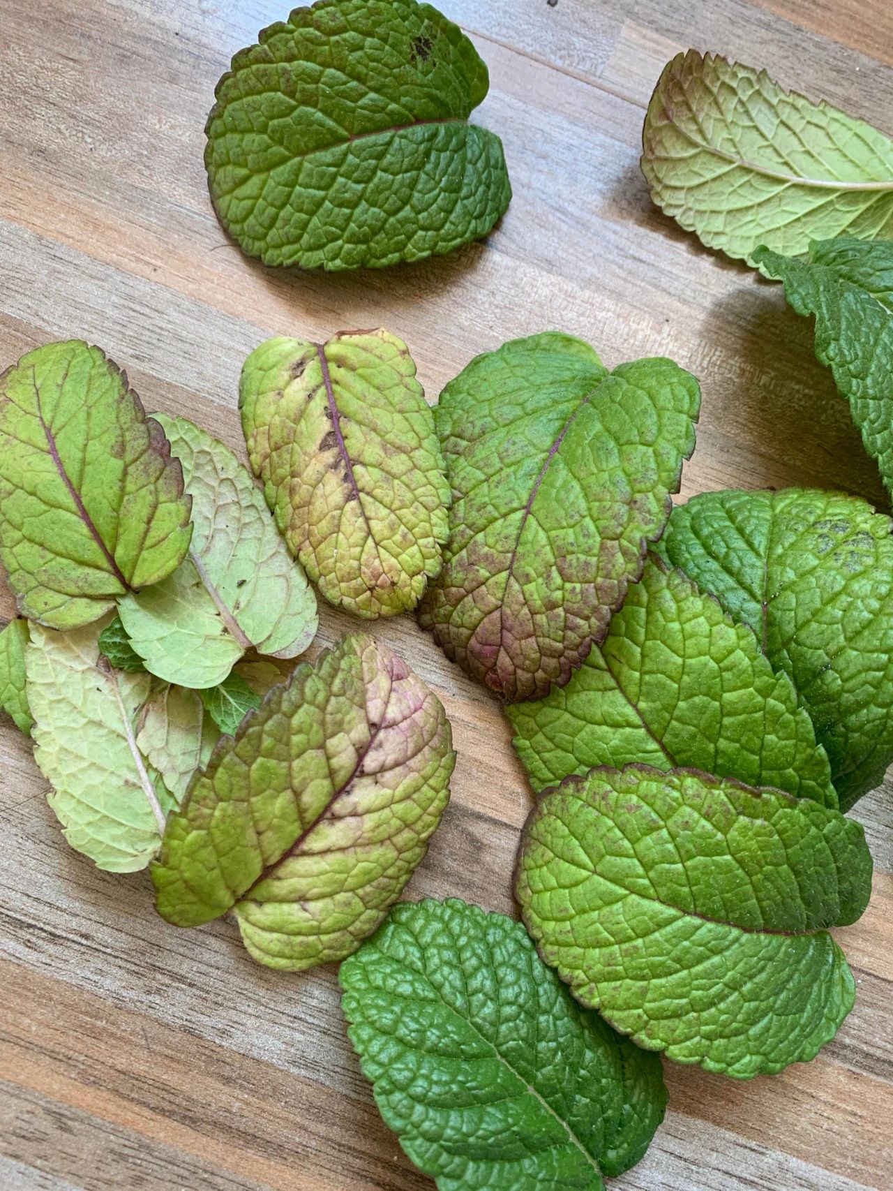 薄荷盆栽枯萎了一个星期怎么解决,薄荷黄叶枯萎怎么挽救