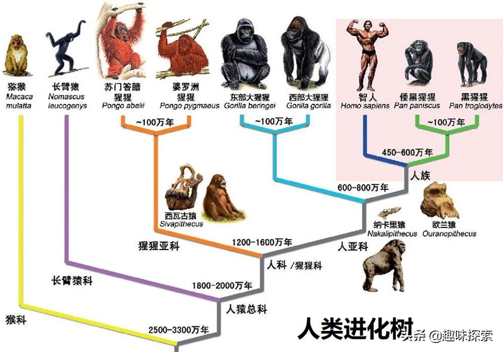 人类*亲近**存在阴茎骨,为何人类却褪去了,祖先经历了什么?
